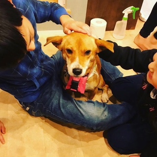 小柄な短足ちゃん キャンドル 推定2歳