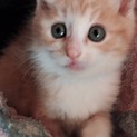 決定しました！ありがとうございます☆