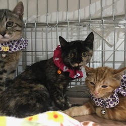 ＊子猫〜大人猫のネコ譲渡会＊