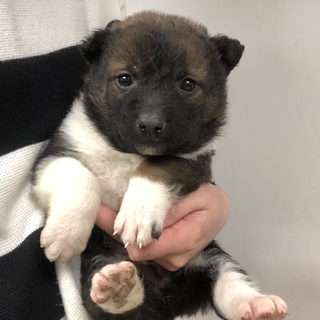 引き出されました