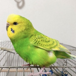 至急!セキセイの脚?羽の下が膨れています。