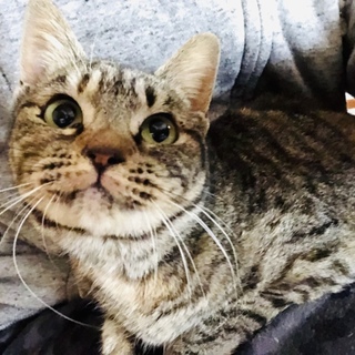 膝の上でフミフミしながら寝るかわいい女の子