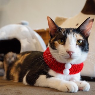 おうちが決まりました。