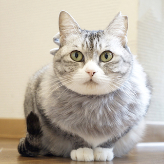 おうちがちが決まりました。