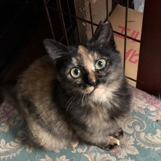 ねこ好きなら飼ってみたいさび柄！可愛い女の子です