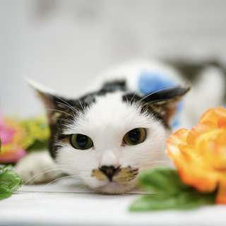 ハンデなんかに負けない！強い、可愛いこです。