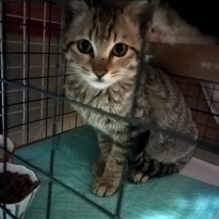 可愛いお顔のシルバーのきじ猫さんです。