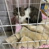 うちに来て4日目のかわい子ちゃん
