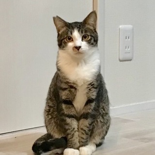 落ち着いた理知的ボーイ・ピオ君【所沢】