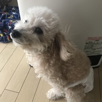ココ