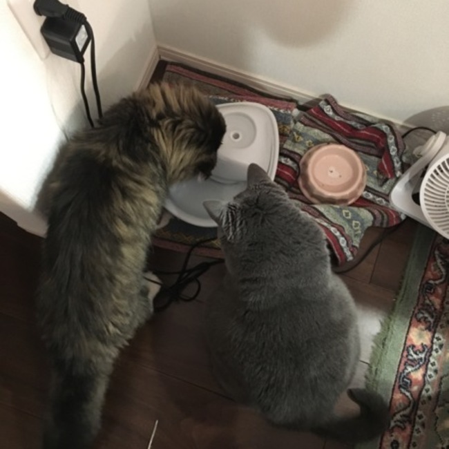 おにゃへいのカバー写真