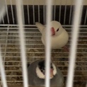 文鳥  セキセイインコ