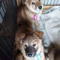 野犬の子供です。