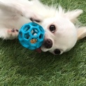 チワワ2歳 里親を探しています