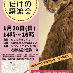 「大人猫だけの譲渡会」