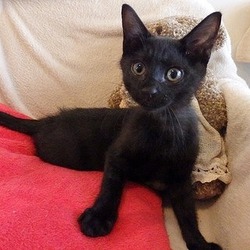 古民家カフェで『ねこの幸せさがし』譲渡会 サムネイル2