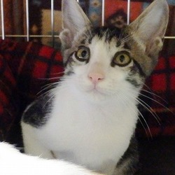 古民家カフェで『ねこの幸せさがし』譲渡会 サムネイル3