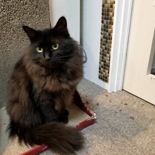 やや長毛の穏やかなロクさん