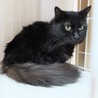 やや長毛の穏やかなロクさん サムネイル3