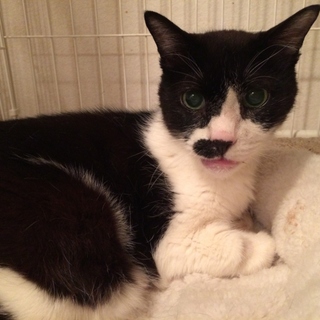 おじいちゃん猫ダンディに穏やかな余生を