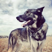 Odin