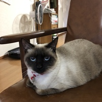 あんず