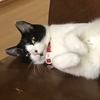 はなこ