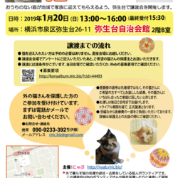 横浜市泉区でねこの譲渡会第13回