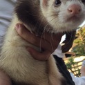 やむを得ない状況になり里親募集です