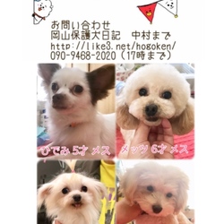 里親会＆あしながマルシェ サムネイル2