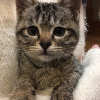 生後3か月位のキジトラ♀