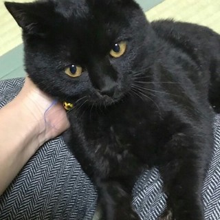 甘えんぼのサン君