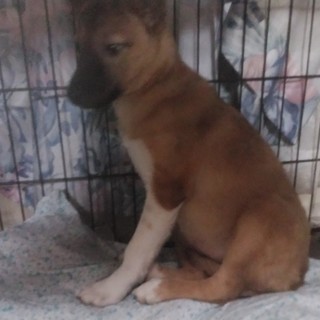 生後8週目 まだとても小 東京都 犬の里親募集 ペットのおうち 月間利用者150万人