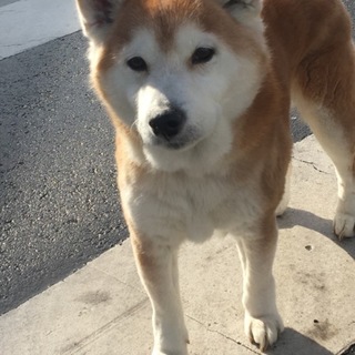 里親様決まりました。有り難うございました。
