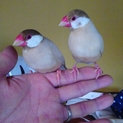シナモン文鳥♂2羽募集