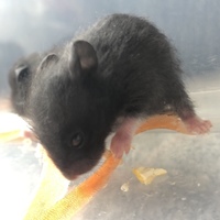 あんこ