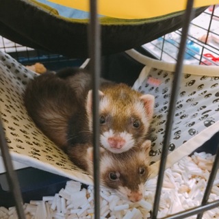 パスバレーフェレちゃん仲良し２匹新しい家族募集