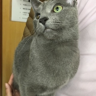 里親決定。片目ハンデのアーサー君