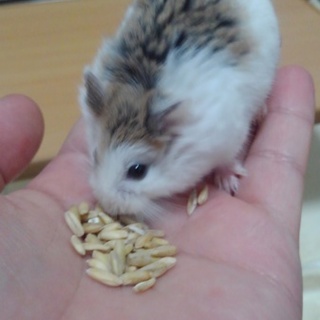 ロボロフスキーハムスター　4ヶ月の男の子2匹