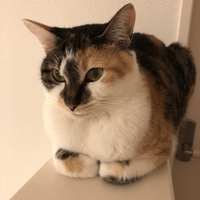 モカ