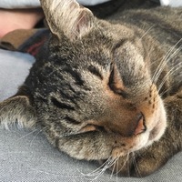 チョコ