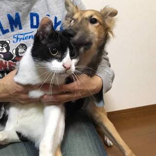 ワンコと仲良しクレー君(=^ェ^=)