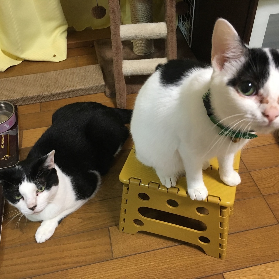 ツナのカバー写真