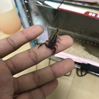 ルピ