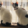 2匹仲良くひなたぼっこ