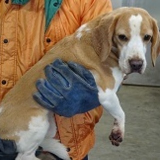 新しい飼い主さんを募集します。