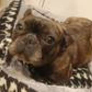 繁殖場よりレスキュー　フレブル♀