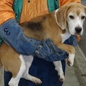 新しい飼い主さんを探しています！