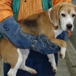 新しい飼い主さんを探しています！