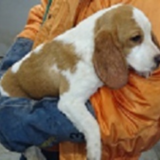 新しい飼い主さんを探しています！